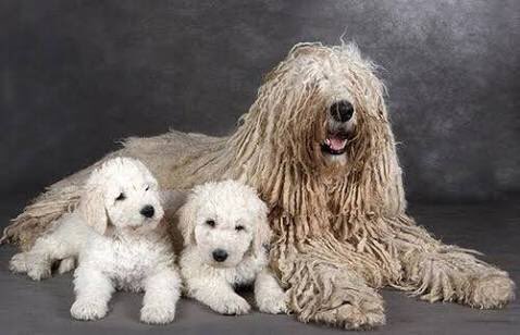 Mico やっぱり白くてふわふわの犬が1番好きだなぁと思って調べていたら すごい犬に行き着きました コモンドール というハンガリー生まれの犬らしい