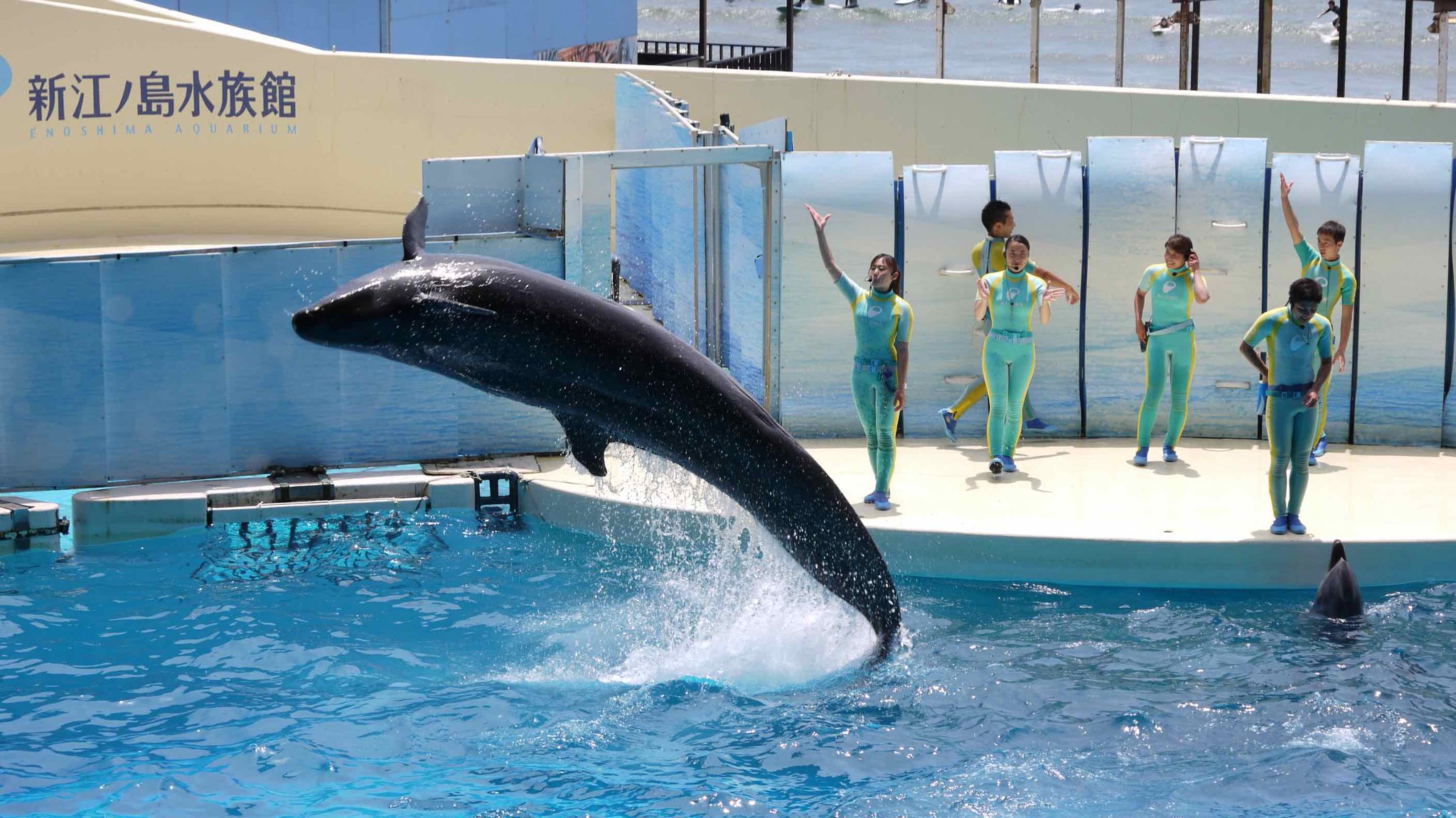 公式 Tca東京eco動物海洋専門学校 Sur Twitter 9月24日新江ノ島水族館で活躍する卒業生 池光トレーナーによる特別講義 開催決定 ドルフィントレーナーになりたいあなた必聴の講義になります Tcaeco 海洋専門学校 ドルフィン