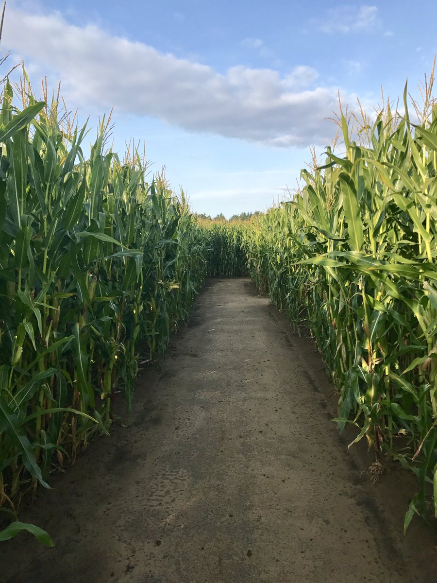 Yorkmaze's tweet photo. All good to go at the maze today, yesterday's storms have soaked away, and it looks like a nice day to "GET LOST" !!!! https://t.co/q9UnThBfK7