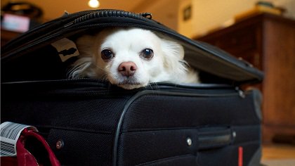 thepackermover's tweet image. Easy to Follow Pet Moving Tips for Different Kinds of Pets
Read on: goo.gl/Nb2UmN

#Petmovingtips #packersandmovers