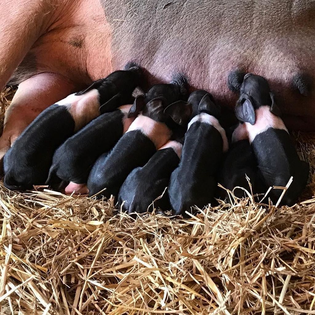 So so thrilled and relieved that Chardonnay had 10 healthy piglets last night. We will leave her alone for the nex… ift.tt/2xuJv48