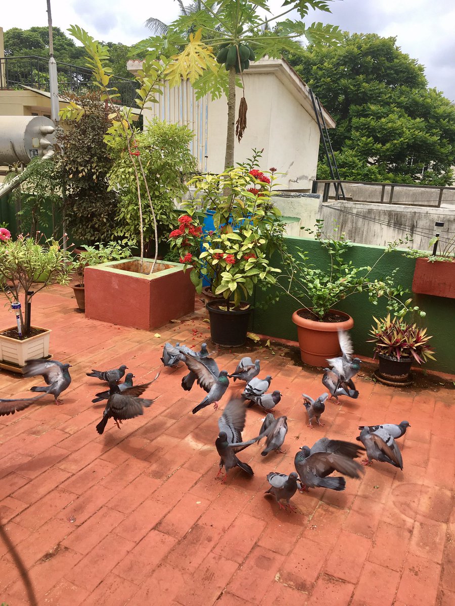 vrundavs's tweet photo. #lunchtime #pigeons #terracegarden
#nuchchu & #navaNe #food #kannada
@vijayashankara https://t.co/jfGfMUieqt