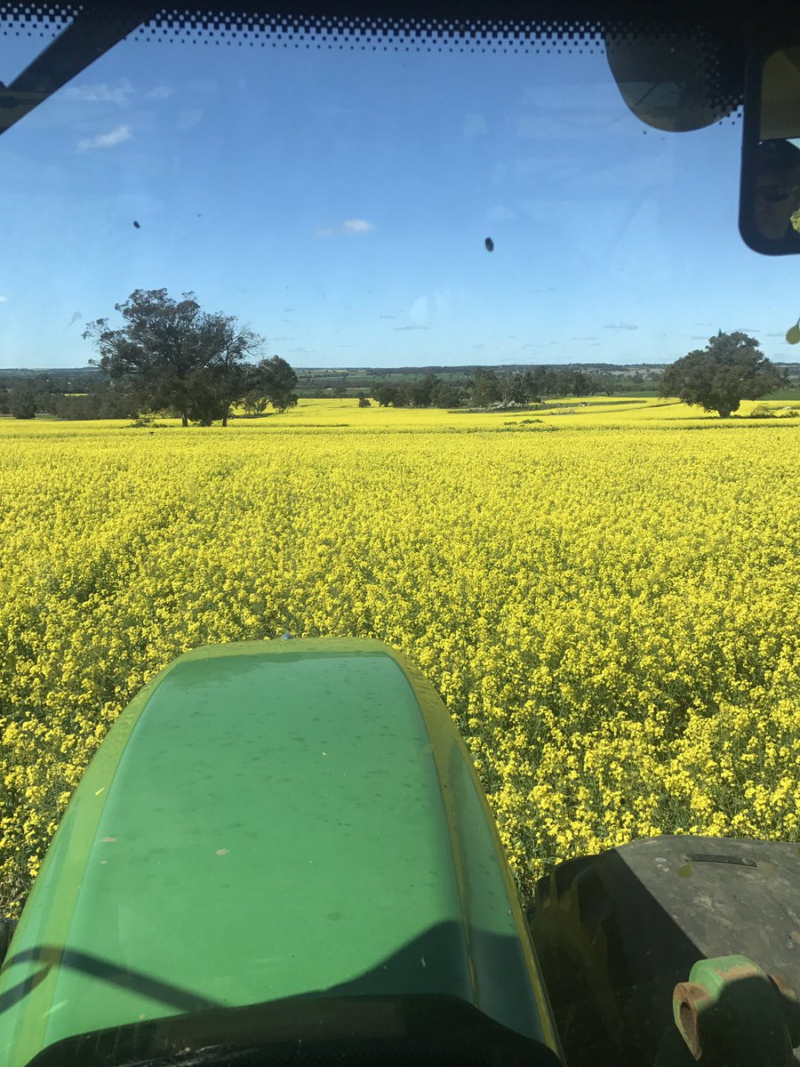 burgess_ag's tweet photo. Finally back on paddocks, Prosaro on Bass and Canola, Bass 2nd mildew spray, recon it'll be x3, #BulkN #prosaro https://t.co/D37K349oSV