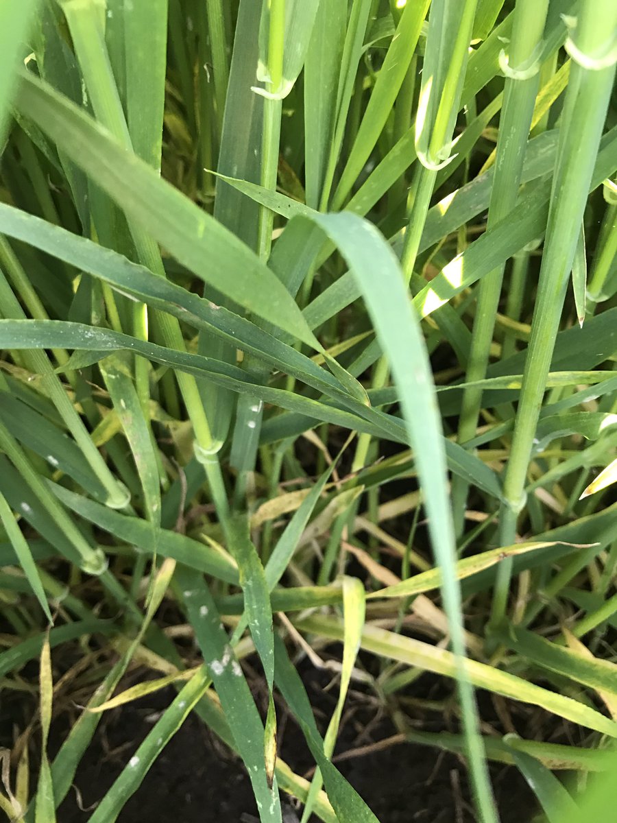 burgess_ag's tweet photo. Finally back on paddocks, Prosaro on Bass and Canola, Bass 2nd mildew spray, recon it'll be x3, #BulkN #prosaro https://t.co/D37K349oSV