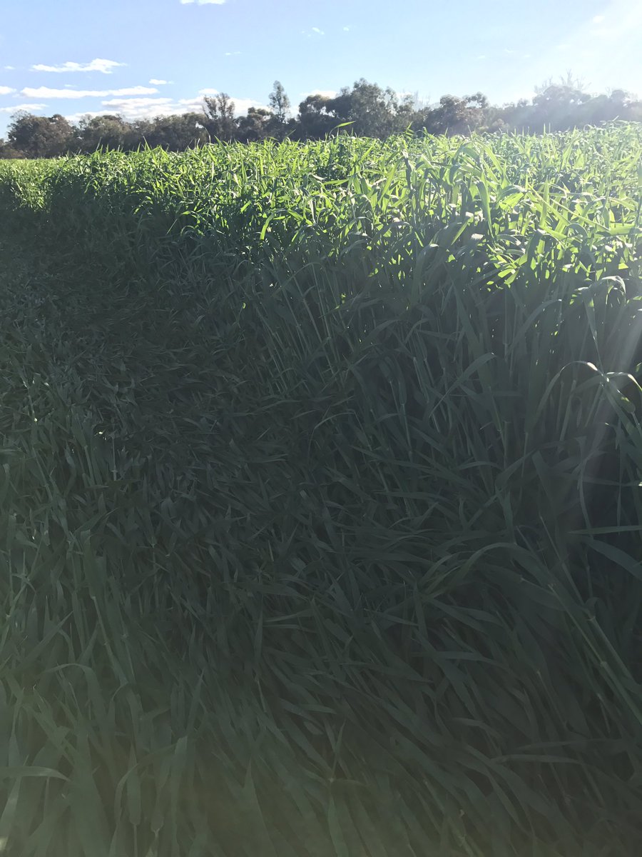burgess_ag's tweet photo. Finally back on paddocks, Prosaro on Bass and Canola, Bass 2nd mildew spray, recon it'll be x3, #BulkN #prosaro https://t.co/D37K349oSV