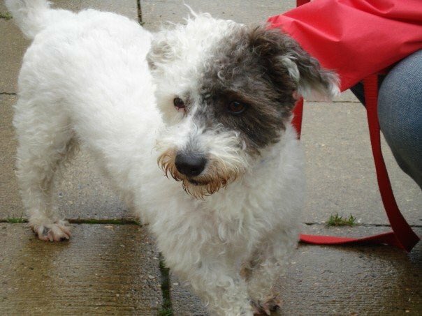 SpotSonny's tweet photo. 10 yearz ago today. I arrived at my furever home wiv M&amp;D. Best day eva! #ThrowbackThursday https://t.co/PHqSFZJvqJ