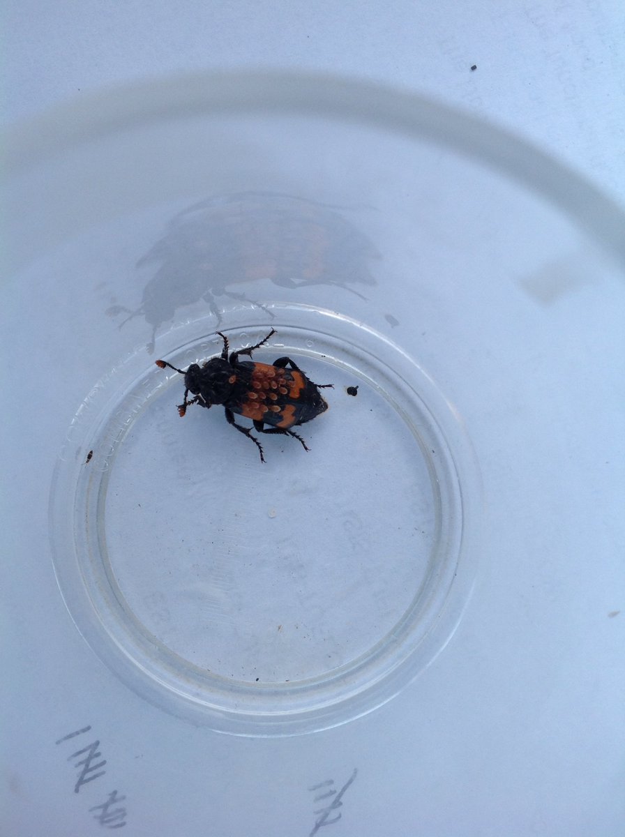 GGPWildlife's tweet photo. A real treat in the moth trap, a silphid (carrion beetle) and its entourage of mites. #mothursday @SilphidaeUk https://t.co/5WGNHdkSIL