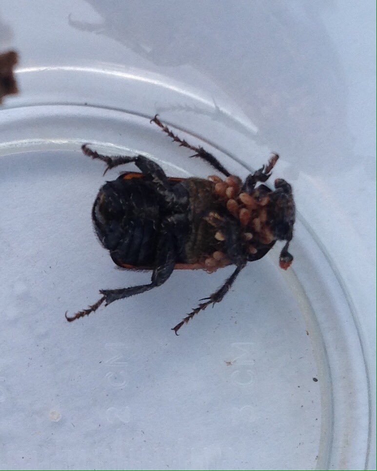 GGPWildlife's tweet photo. A real treat in the moth trap, a silphid (carrion beetle) and its entourage of mites. #mothursday @SilphidaeUk https://t.co/5WGNHdkSIL