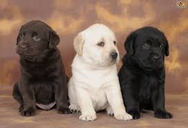 Dogsforlife20's tweet photo. Like this pic if you love dogs https://t.co/aIent0C2xa