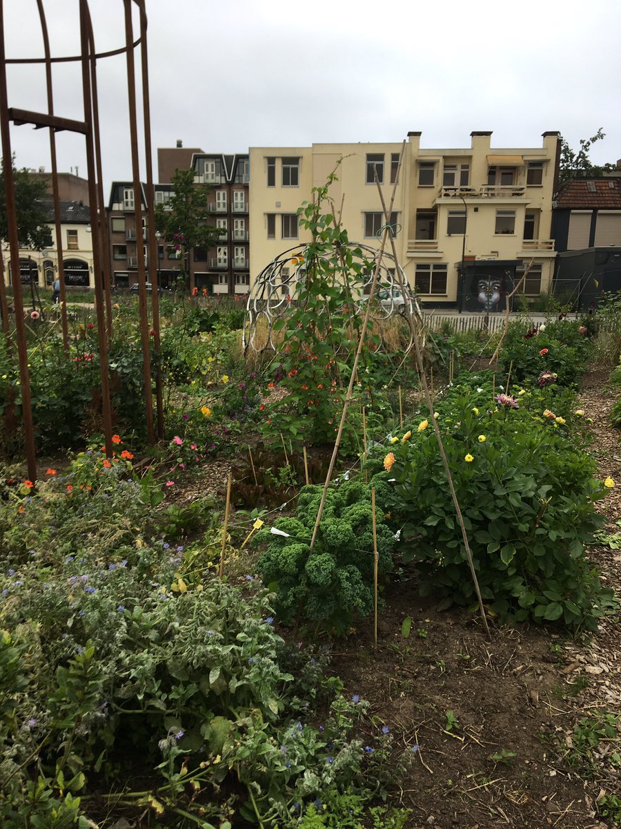 055_samenwerken's tweet photo. Voorzitter buurtcommissie inspecteert de moestuin achter Omnizorg. Staat er goed bij. #groenverbindt https://t.co/5XRfemItPC