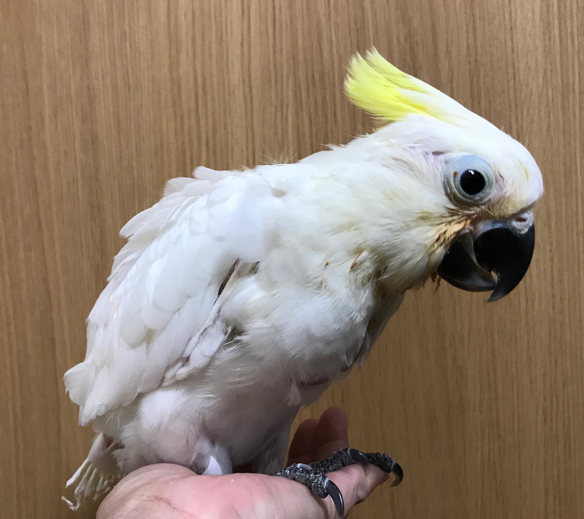 Aquamate Twitterren 最近余り見かけない アルーキバタンの雛です しかも かなり希少な国内ブリードです フィリピンで鳥インフルエンザが 出たので 入る予定だった鳥の輸入は無し おそらく今年は雛が少ないでしょう アルーキバタン