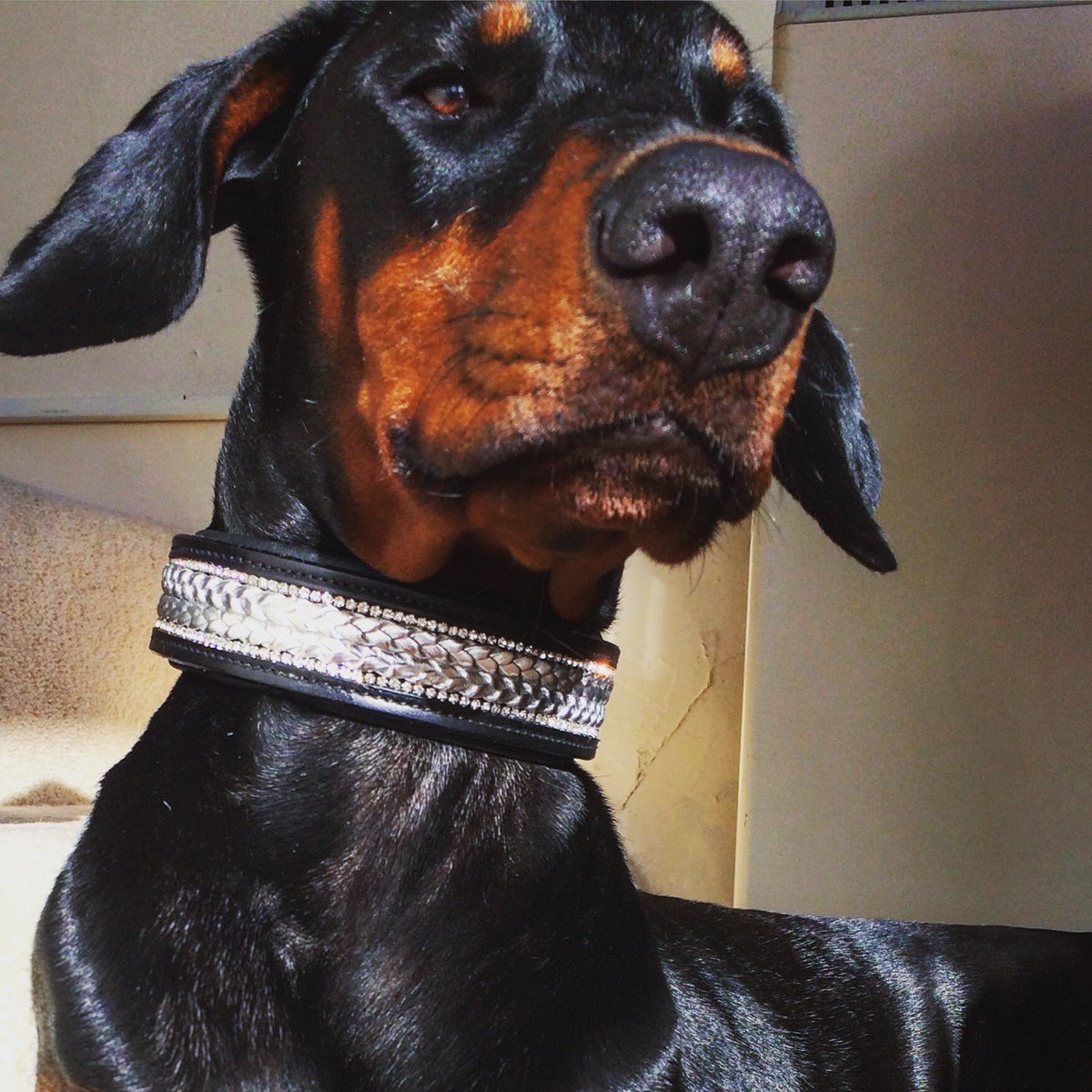 StampedeEq's tweet photo. Doesn't Brandy look posh in her new #bling all grown up #dobermann #GoodDogMagazine #DoggieSchoolDay #dogsoftwitter #DobermannPetra https://t.co/TU81md6qEf