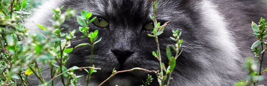 ECOstyle Animal Care tweet media