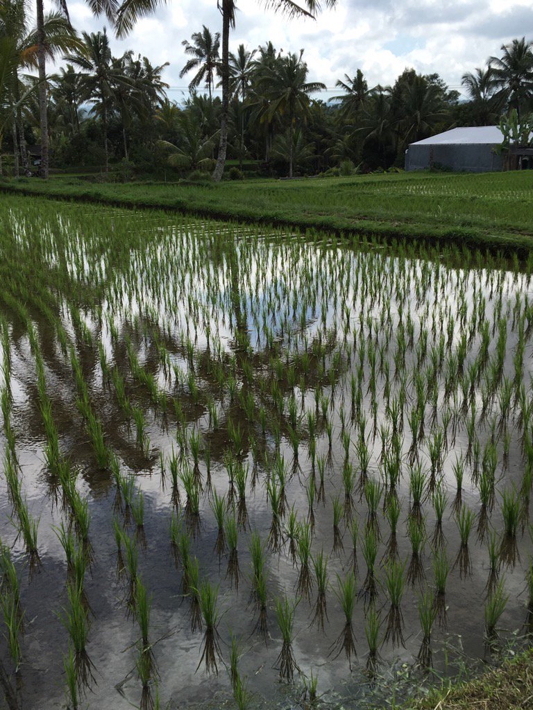 Rice fields outside Ubud