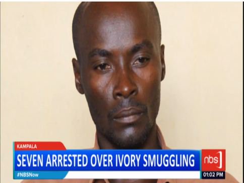 Fireliglntfi's tweet photo. 7 arrested over illegal possession of ivory. The police says operations are still going on and the 7 will be paraded in court. #NBSNow https://t.co/vBefQmfdVB