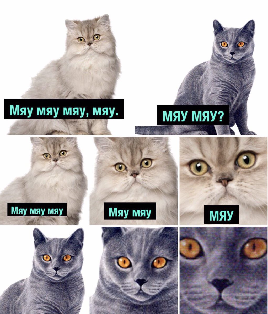 Мяу-мяу, я твоя кошечка Мяу-мяу, я твоя кошечка