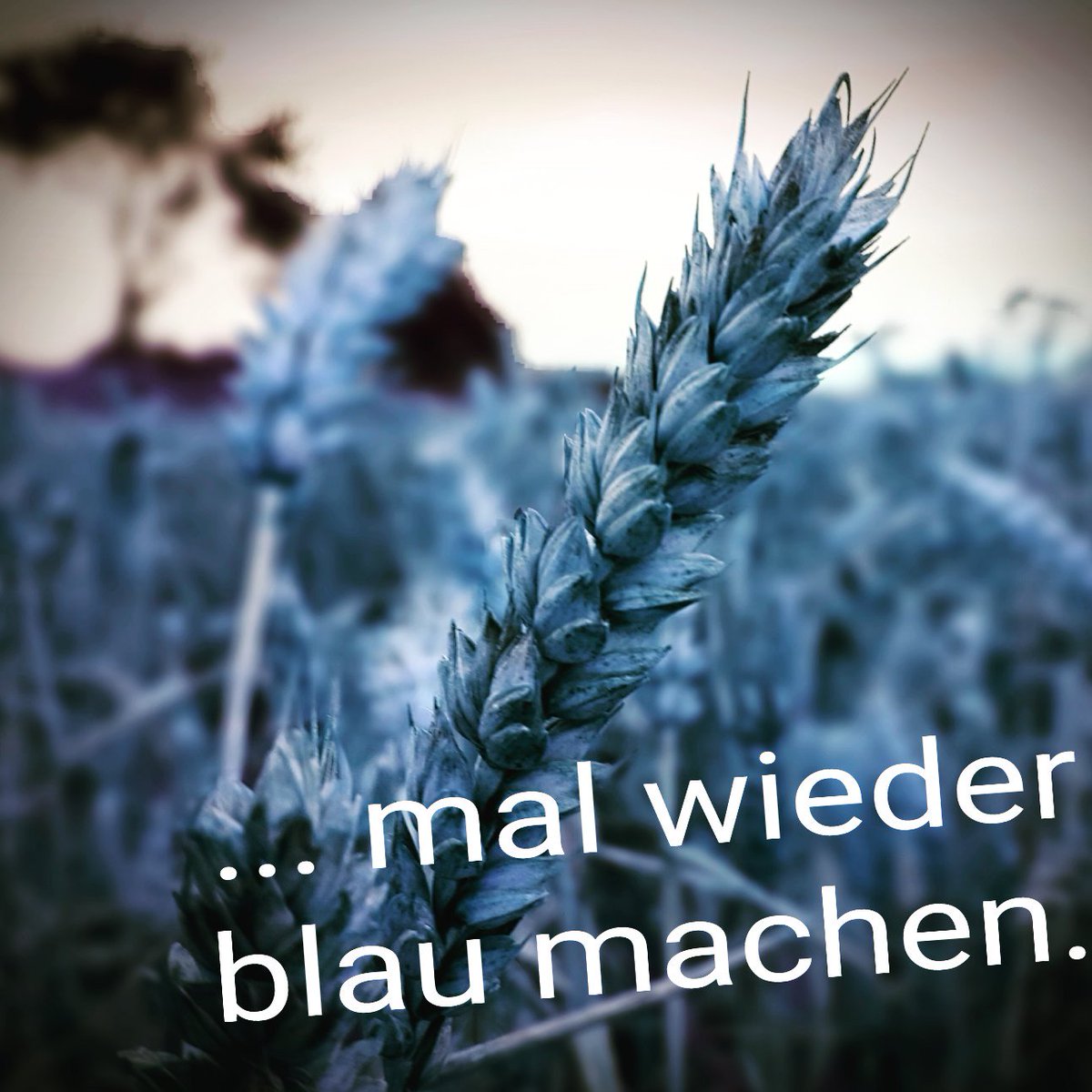 AnetteMachtwort's tweet image. 