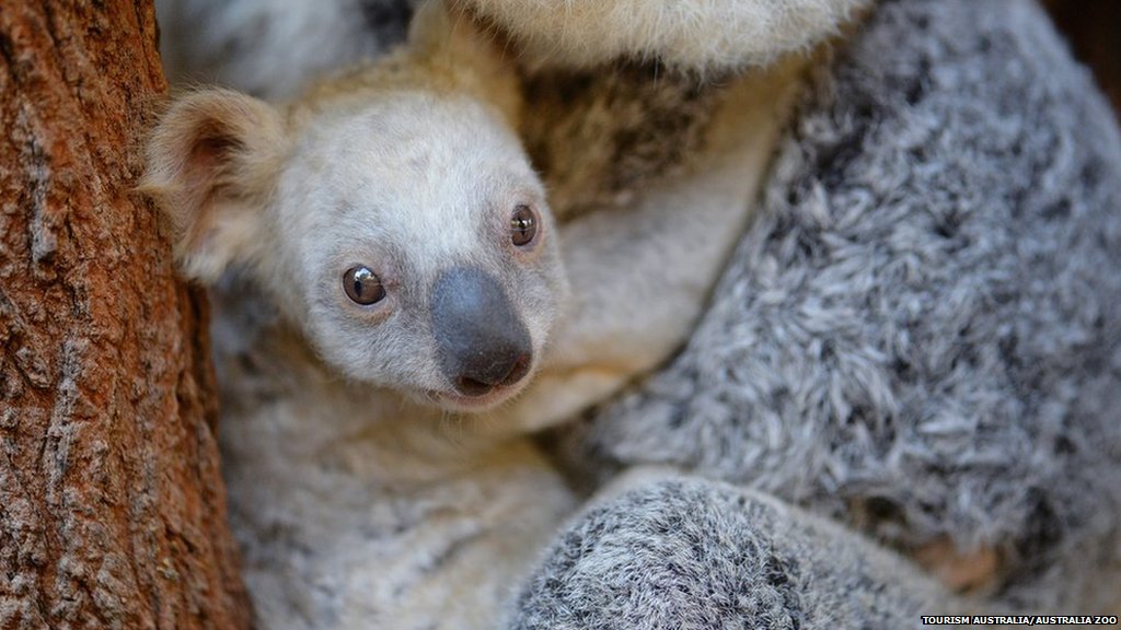 This rare white koala was born at Queensland's Australia Zoo: bbc.in/2wzj5kI