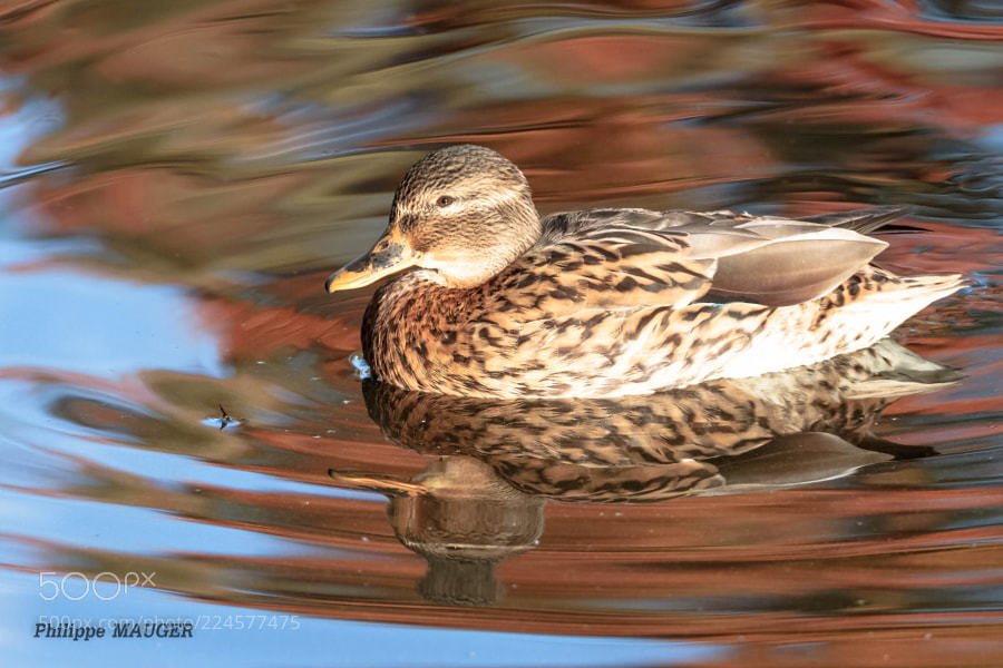 almabani_2011's tweet image. Popular on 500px : Canard by phmauger
