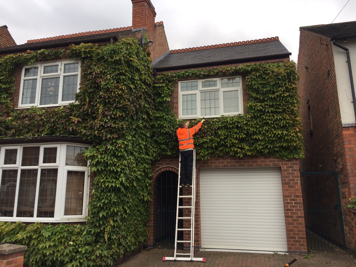Ivy reshape to improve the sky signal and tidy around the windows <a href="/treesandallthin/">Trees&allThingsGreen</a> #tidyivy #gardeningtips #nottsgardening