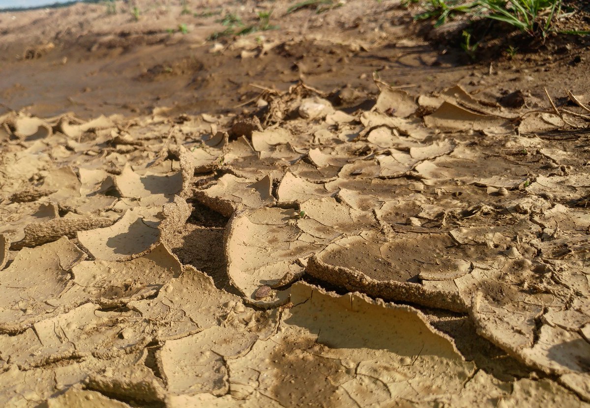 emschelein's tweet image. It looks a little bit like a desert. Our garden is pretty cool😊😊