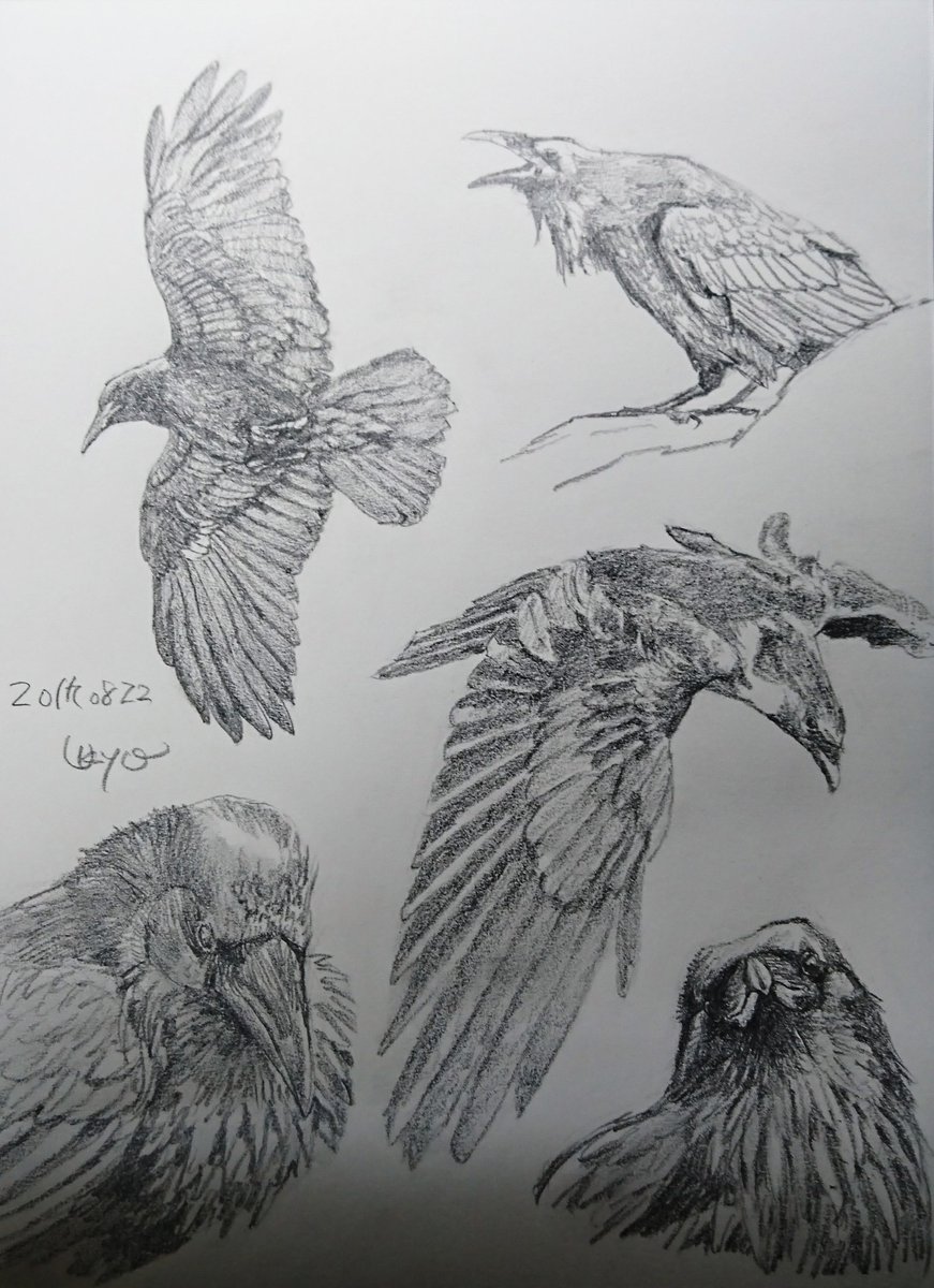 Kagetsu Ukyo 卯京 華月 Pa Twitter 今日の落書き カラスづくし 久々です W 落書き 鉛筆画 練習 息抜き 素描 一日一絵 今日の落書き 絵描き 脊椎動物 鳥類 カラス 烏 絵描きさんと繋がりたい 絵描きの輪 絵描き人 絵描き イラスト置き場