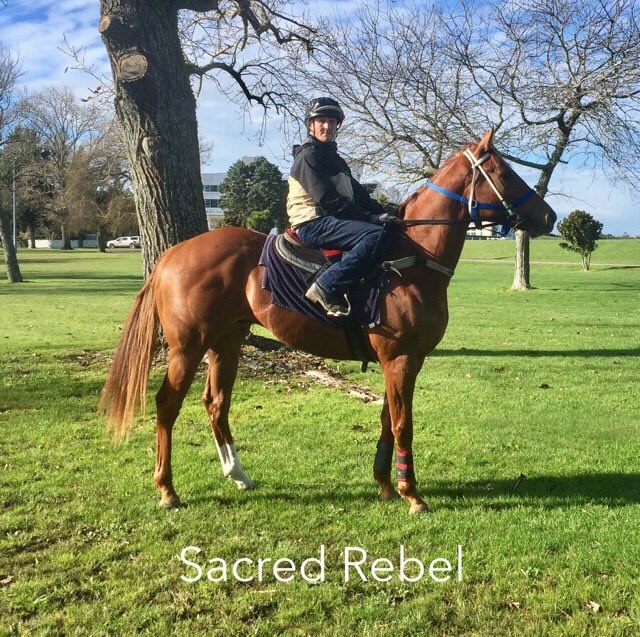 RafflesRacing's tweet photo. Our 2 SACRED ones out @TeRapaRacing trackwork this morning. Can't wait 2 c them back racing! #BigTargetsThisPrep #SACREDREBEL #SACREDEMPIRE https://t.co/X3bs4KPbQC