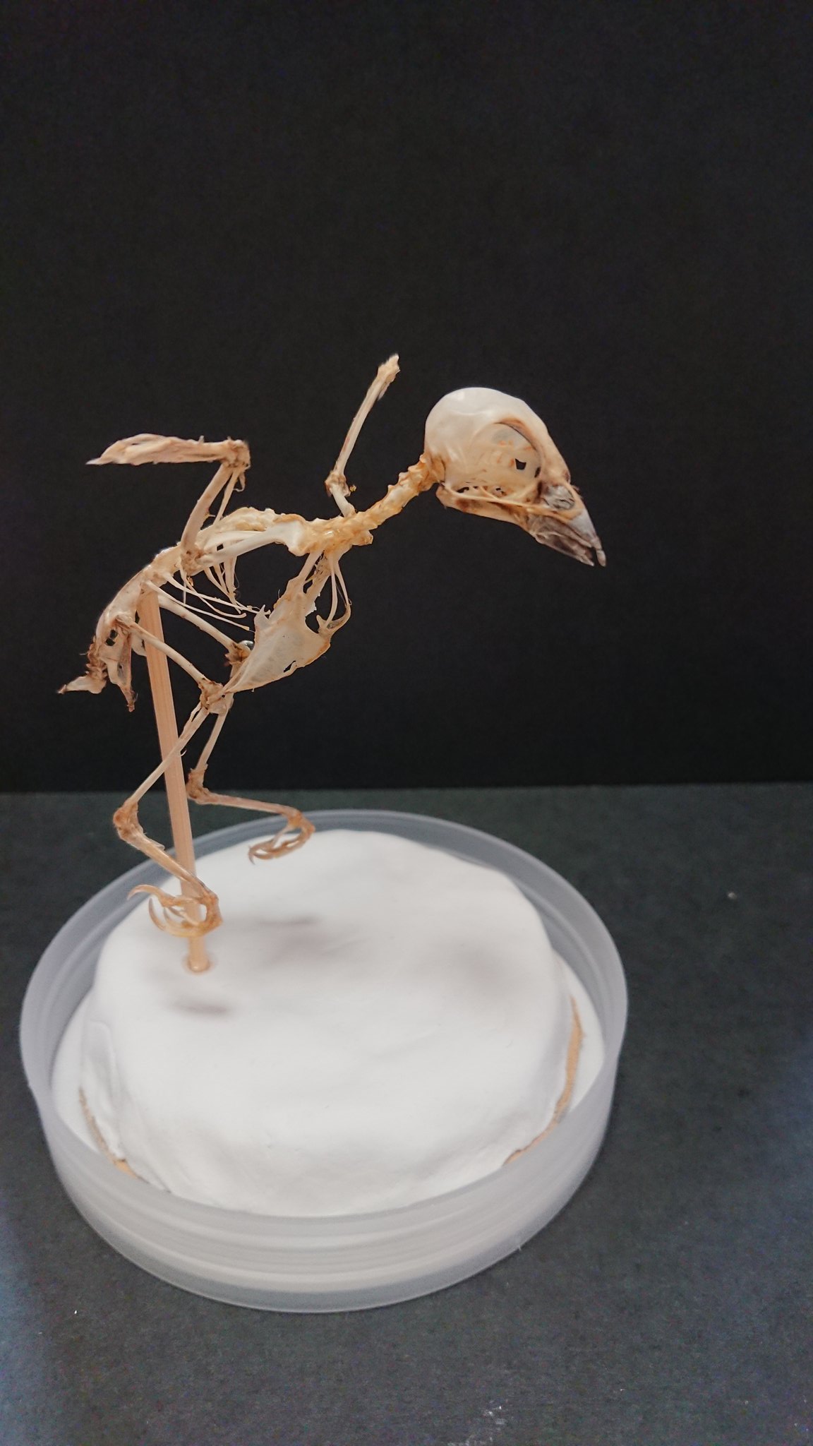 スズメの骨格標本•翼標本 スズメの骨格標本•翼標本 - メルカリ