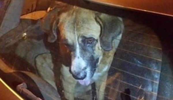 PACMA pide castigo para el cazador que dejó morir a nueve perros encerrados en un coche buff.ly/2xnyTUI
