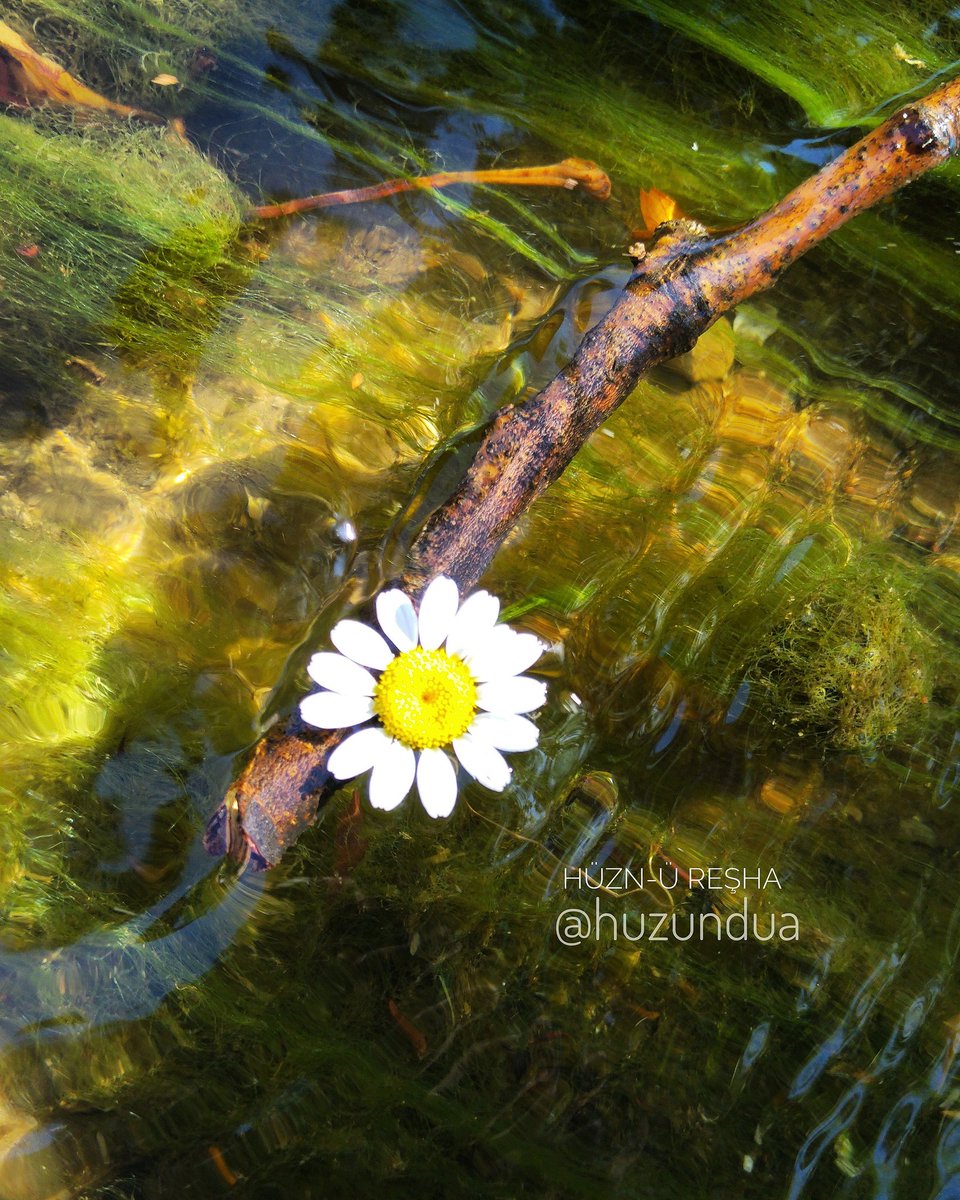 Tebessümlerin için şiirler büyütüyorum sessizce.
Üşüdükçe düşesi geliyor hüzün damlalarının gözlerime. 
Yağmurun vuslat sesini işittin mi?