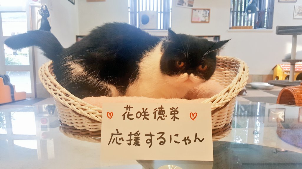 Onlyワン 加須店 猫カフェ Onlyonekazo Twitter