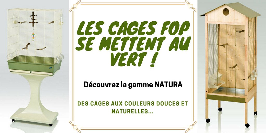 Oiseaux Mania On Twitter Https T Co Oimikxbcny