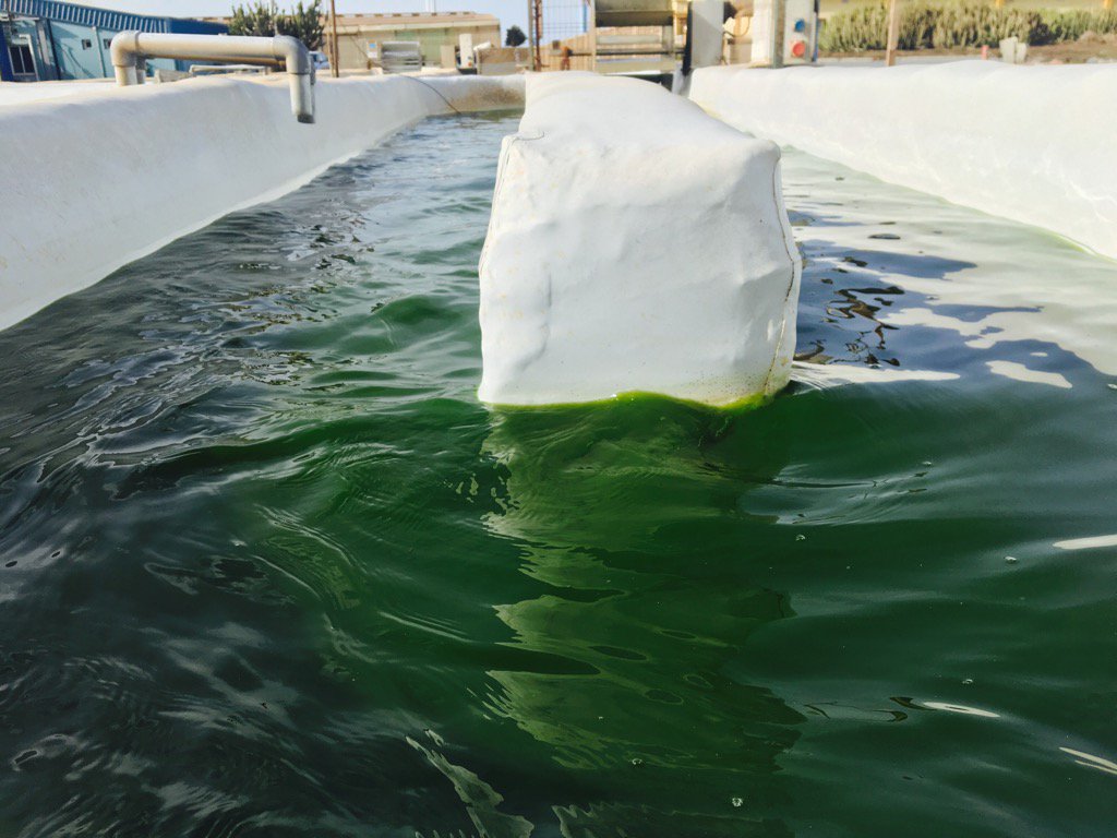 algalimento's tweet photo. Beautiful colours..Nannochloropsis!! 
#microalgae#canaryislands https://t.co/JiQ4AjBz14
