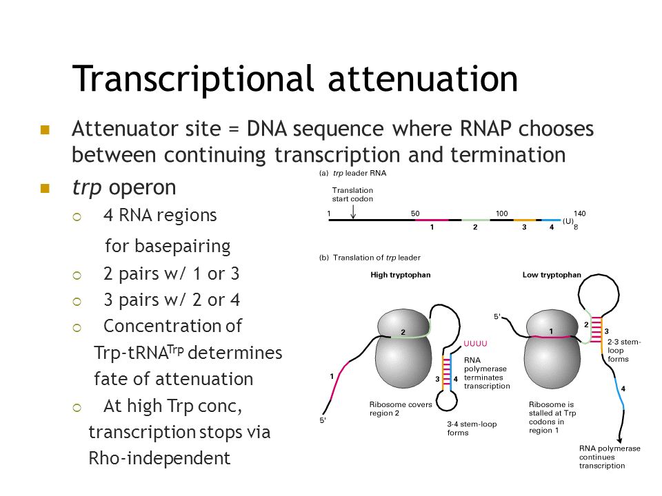 Transcriptomic2's tweet image. Transcriptional attenuation is a regulatory mechanism that causes premature termination of transcription under certain conditions