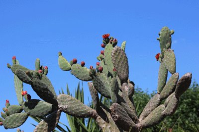 Our #gardens have  a #TropicalVibe