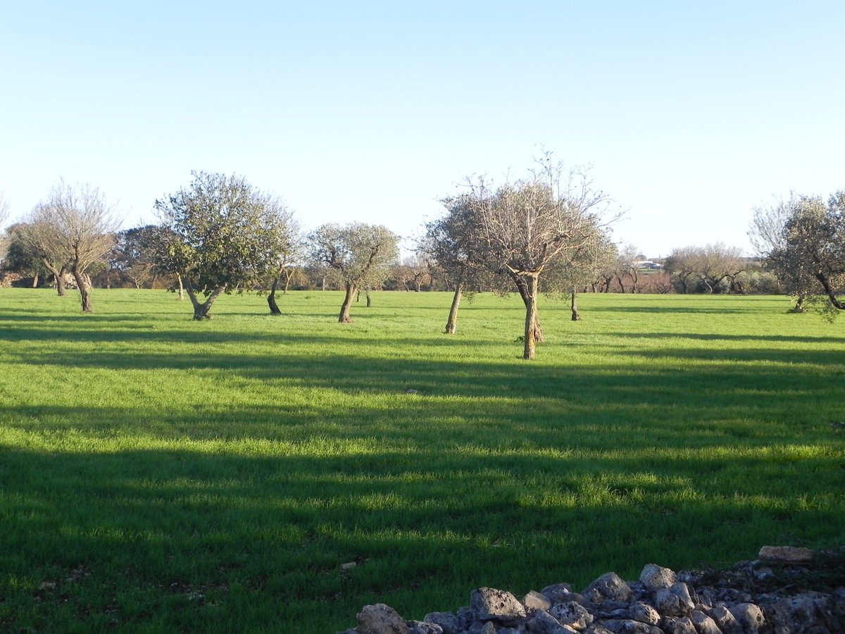 CoralloGroup's tweet image. La meraviglia di immergersi nella natura Pugliese #campagna #noci #inpuglia