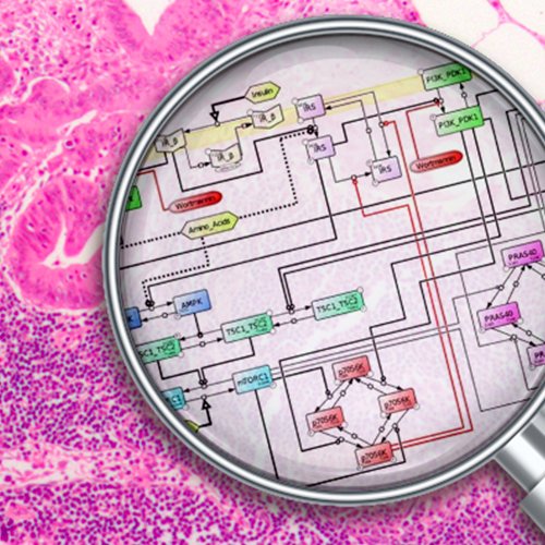 BabrahamInst's tweet image. 6,700 new #computermodels of #cancer based on real patients are now available online through @biomodels &amp;amp; @emblebi. babraham.ac.uk/news/2017/08/o…