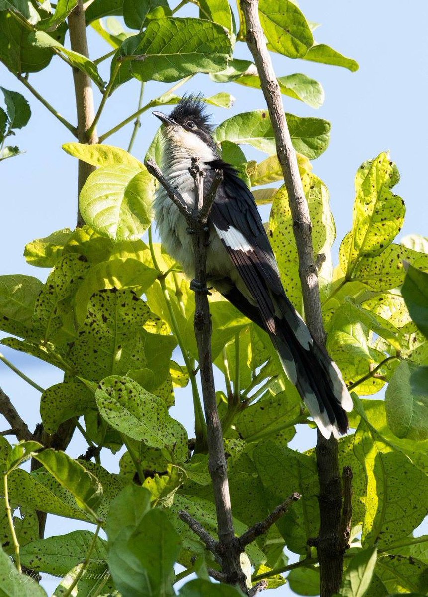 Jacobin Cuckoo. #birdphotography #peepalkothi #birdsofharyana