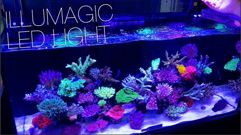 reefbuilders's tweet photo. Illumagic Makes Killer LED Lights For Nanos, Reef Displays, &amp; Commercial Scale https://t.co/c4pbU13axs https://t.co/fAbUlcx3Fg