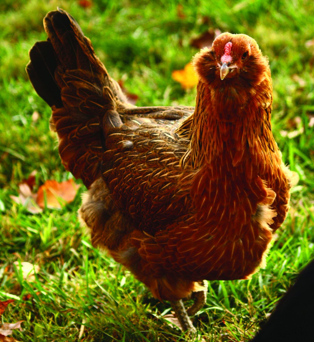 Backyard #Chicken Workshop, Sat. 9/23 10am. $12/$15. Learn ins &amp; outs of raising chickens. Grow ur own fresh eggs goo.gl/L7hFwW