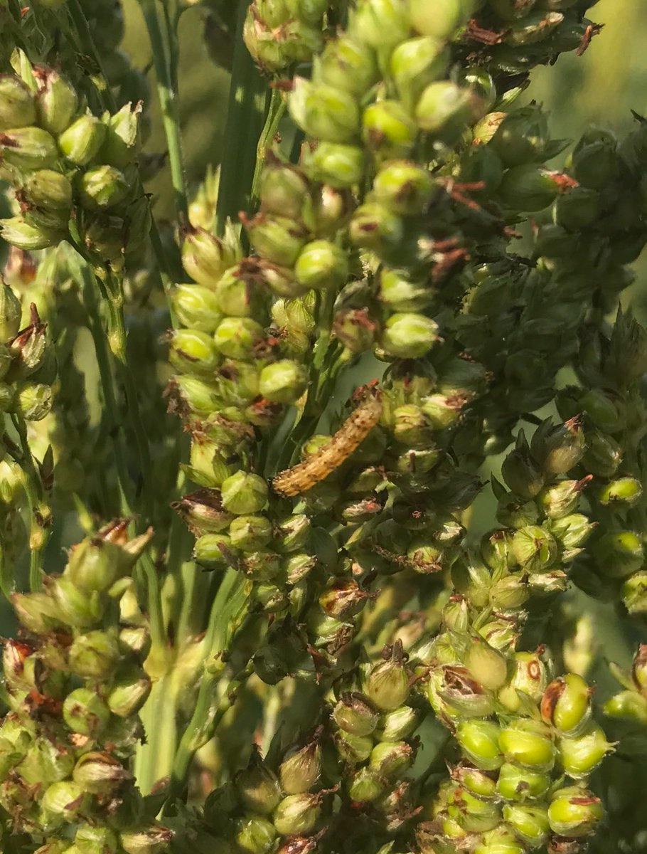 With all eyes on insect pressure in soybeans don't forget about #GrainSorghum. Head worms are showing up in SE KS. #croptrak