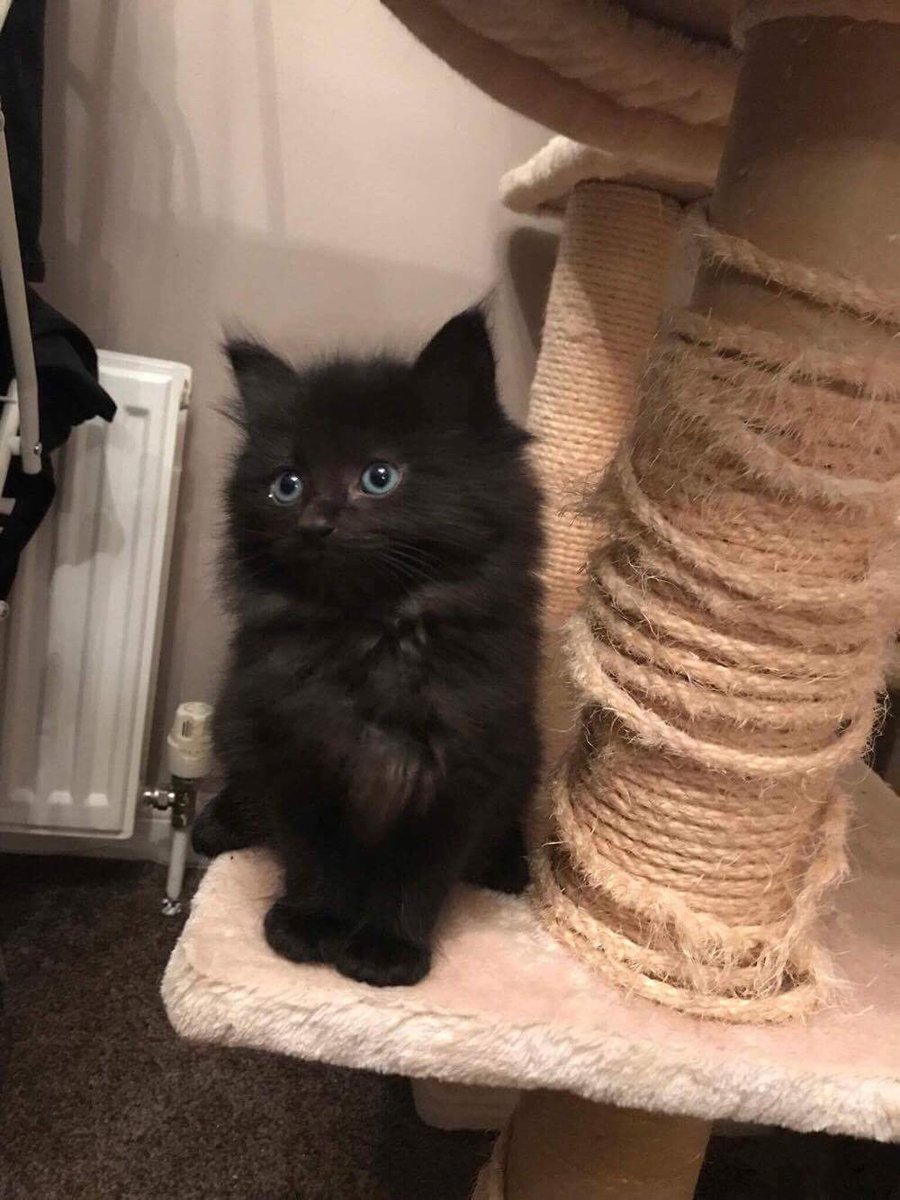 karensunnydays's tweet photo. Some little welcome gifts for #Salem when she gets to her new home tomorrow with #RobynJackson #Cats #AdorableKitten https://t.co/BYQCkbY1Mr