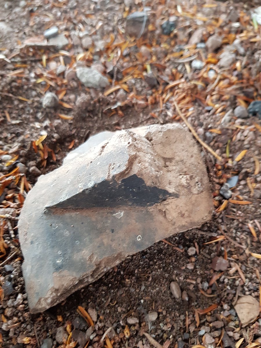 LizzyWalker12's tweet photo. Identification help please https://t.co/RsxtLSCibr