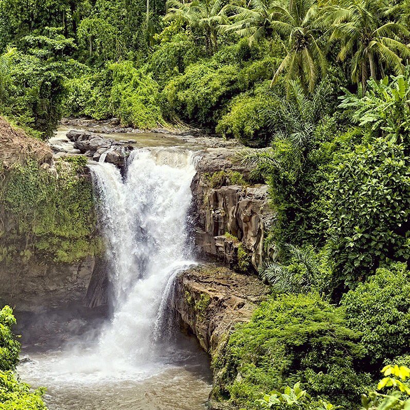 taniabalasch's tweet photo. Scenic waterfall in a lush jungle.💚🐒 #tegenunganwaterfall #bali #paradise #impressiveview #lushvegetation https://t.co/HgqKvDr118