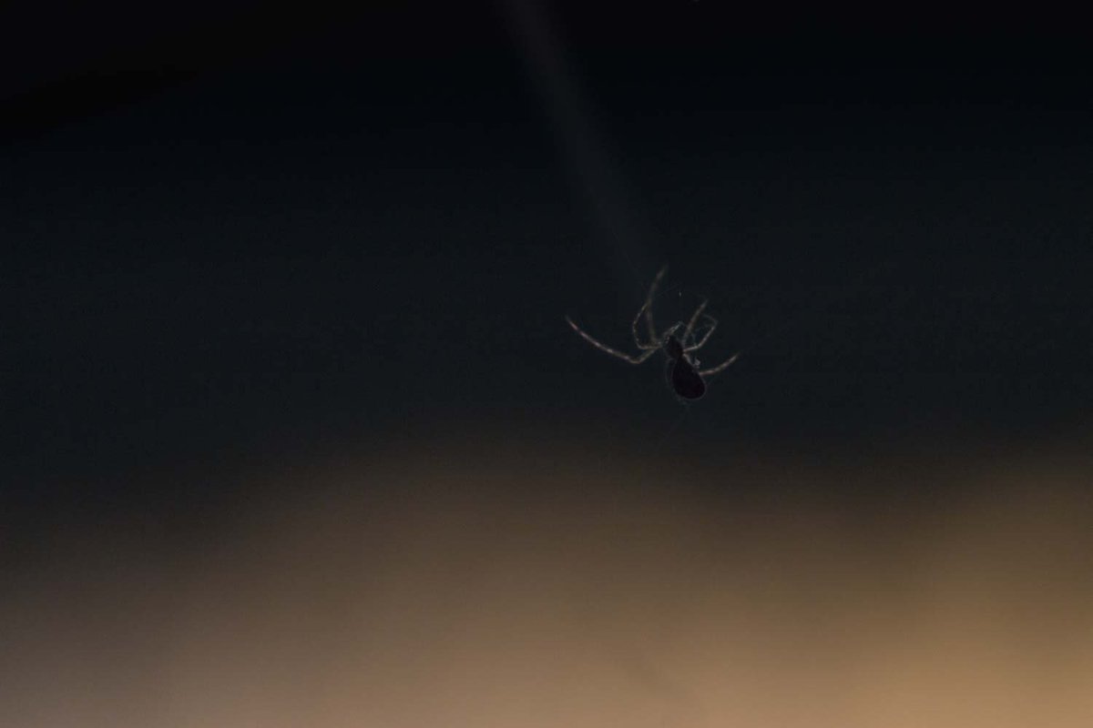 Mirja_Paljakka's tweet photo. Dimness rules my days.
#dimness #hämäryys #nature #spider #sunset #photography #Finland #August https://t.co/UvnotYa2gN