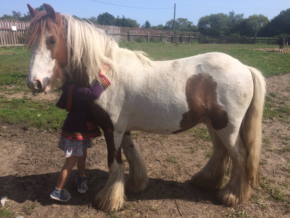 mangomarbles's tweet photo. #ponylove #beautifulboy #horsehour #Djangolololoveshisgirl https://t.co/DWUpHMrHYg