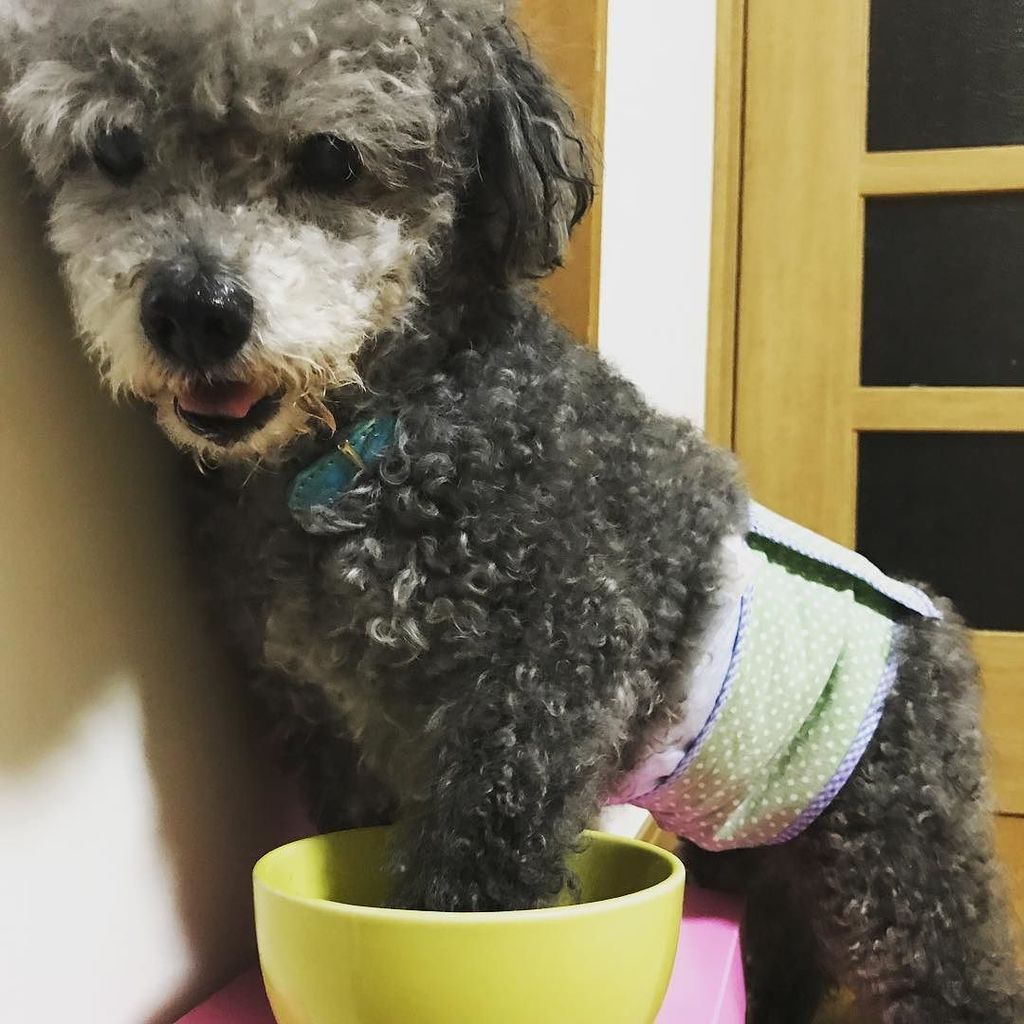 Takeshidoodle's tweet photo. So cute that you are posing for the camera, but you are stepping on your dinner... #poodle #プードル #可愛いんだけどね #特製サーモン… https://t.co/qYhLEVvkPh https://t.co/k8D7j0AU7b