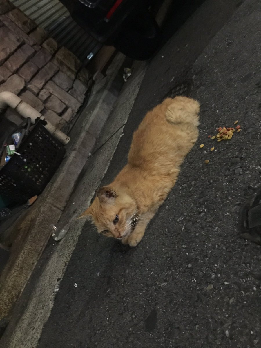 noracats's tweet photo. 58 Y yaseta https://t.co/QhMQiYatJn