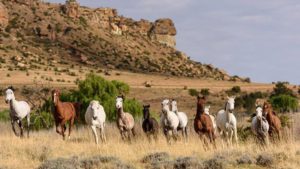 malutifootprin2's tweet photo. Our Guides speak the language when we go into Lesotho. Join amazing outrides through Lesotho (details at Maluti Tours) #lovemalutitours https://t.co/WM1cIJyac1
