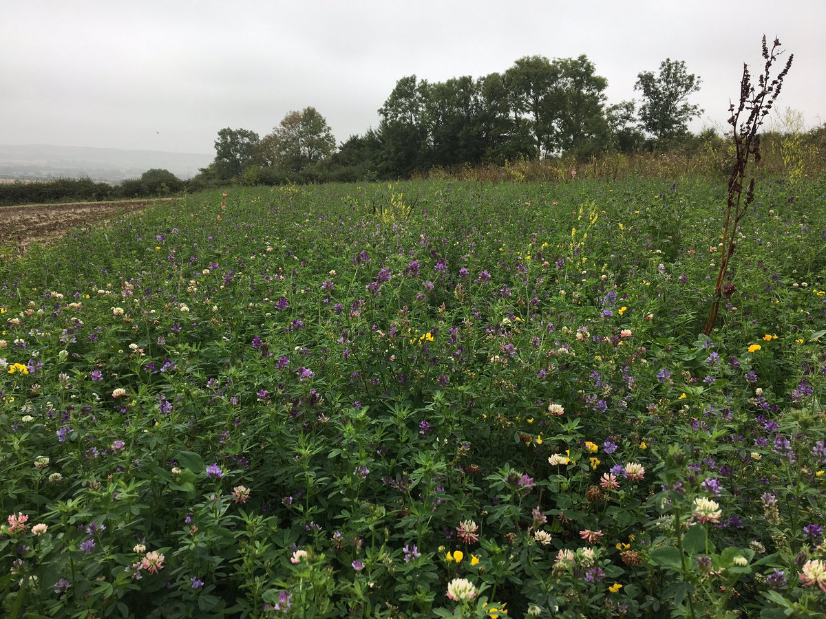 Pollen and nectar mix grown with the aid of #glyphosateisvital    #EnvironmentalSuccess